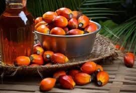 India Becomes Top Importer of Malaysian Oil Palm Seeds