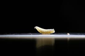 First Human Case of Screwworm in the US