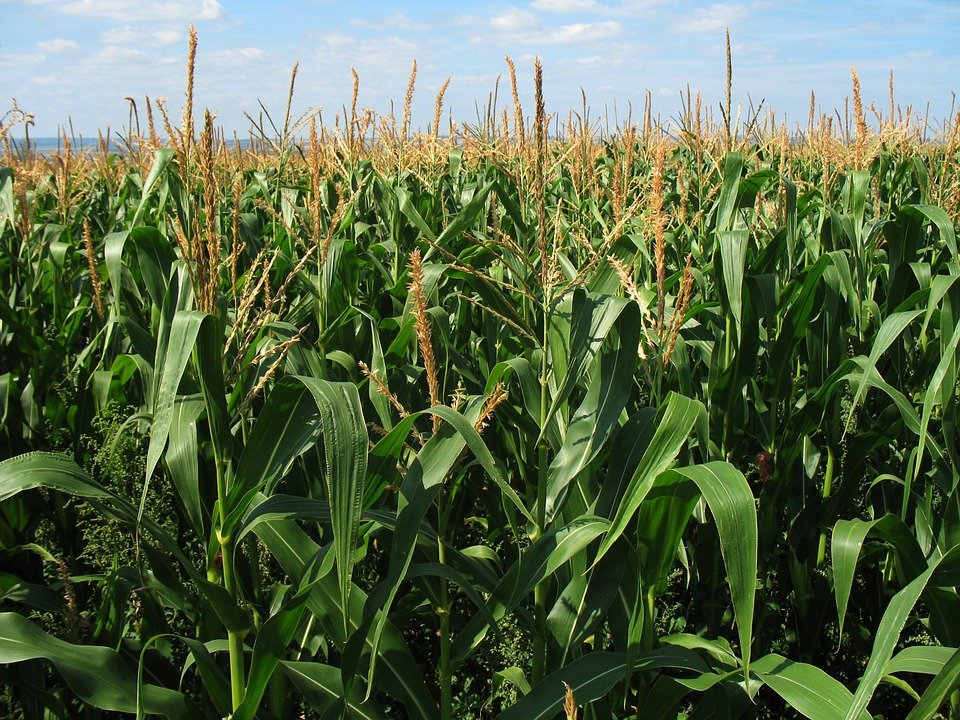Kharif 2024-25 Agriculture Report