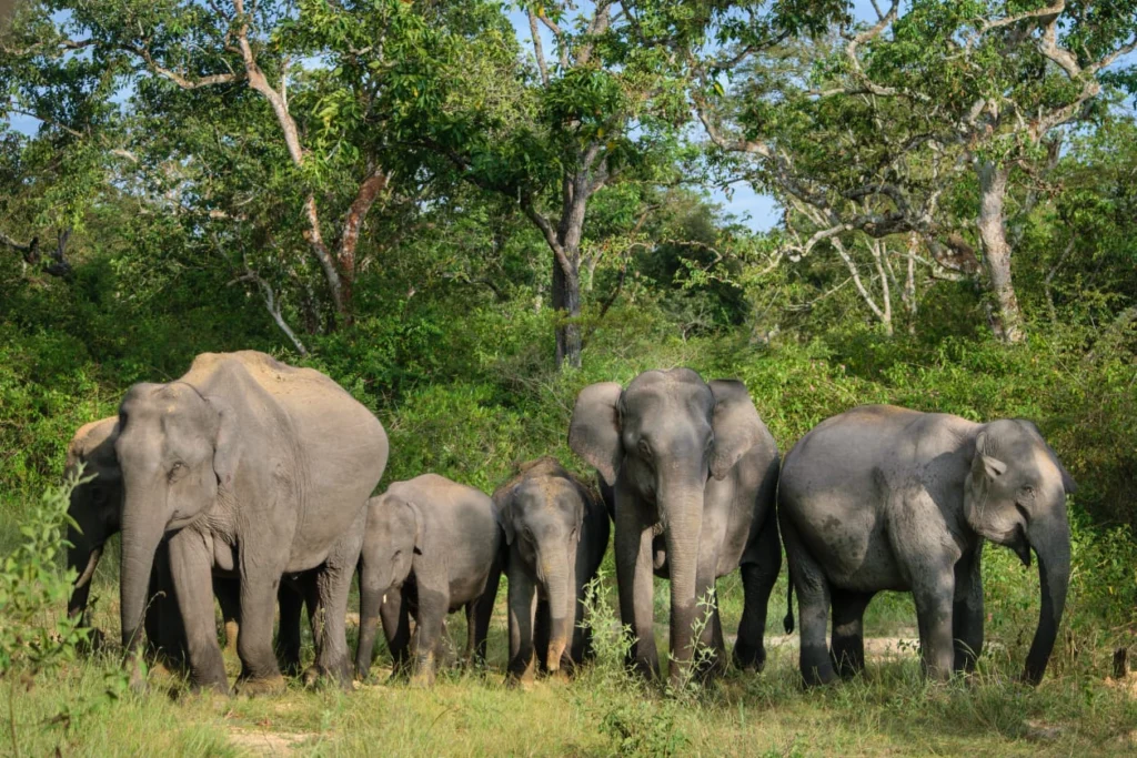 The World Elephant Day 2025 celebration in Coimbatore.