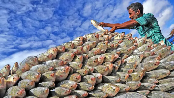 Bangladesh to export 1,200 tonnes of hilsa to India, half of last years quota